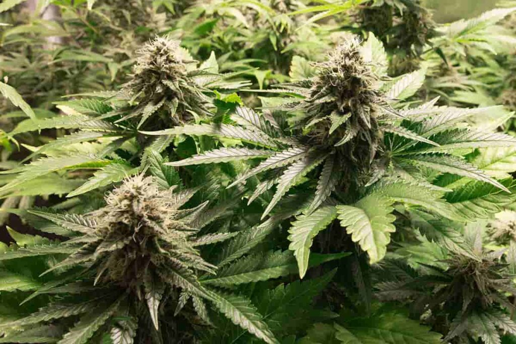 Understanding the Basics of Cannabis for Sleep
