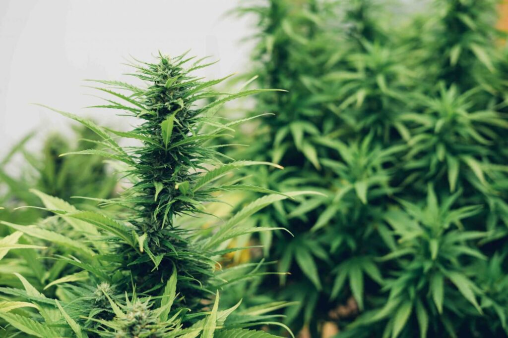 Why Grow Cannabis