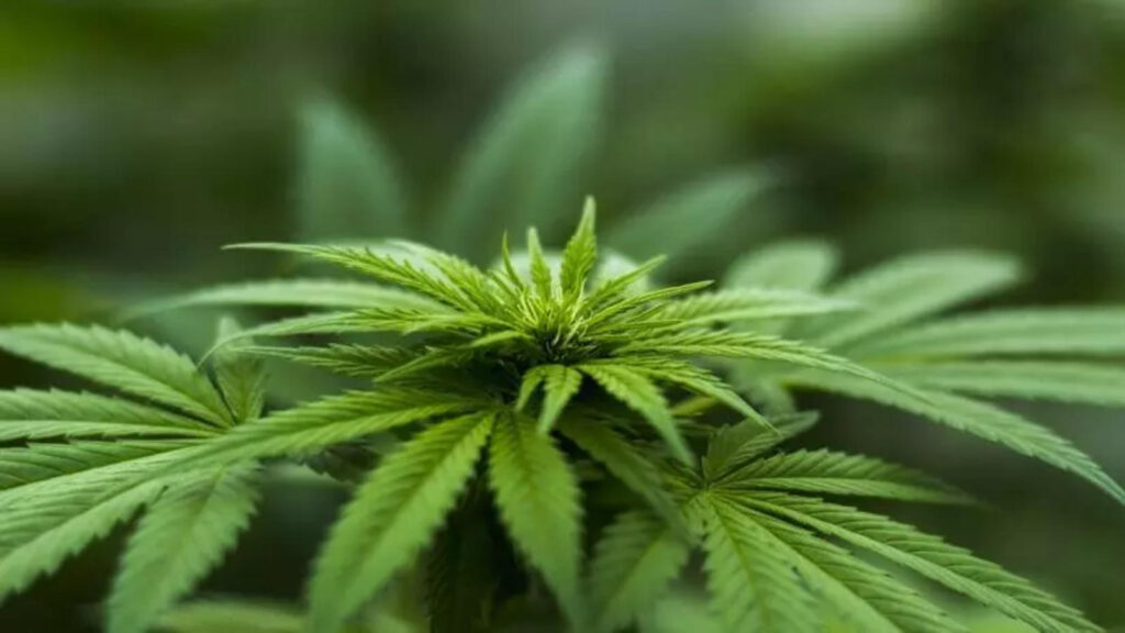 grow-cannabis-for-beginners