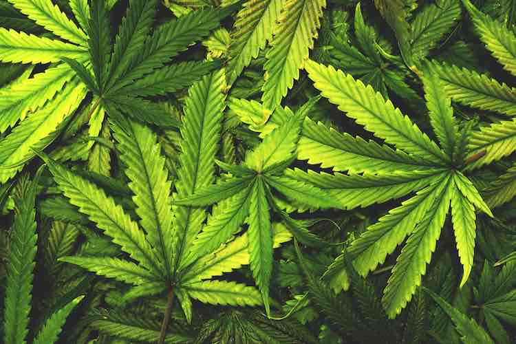 Terpenes