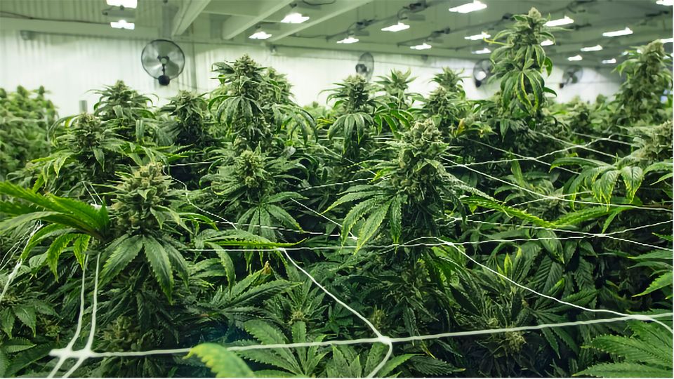 Cannabis and Chronic Pain Relief