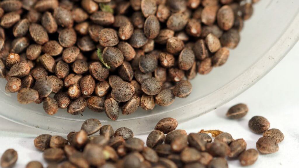 CBD-Rich Cannabis Seeds Best Strains for Wellness Users