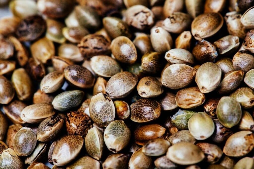 What Makes CBD-Rich Cannabis Seeds Special