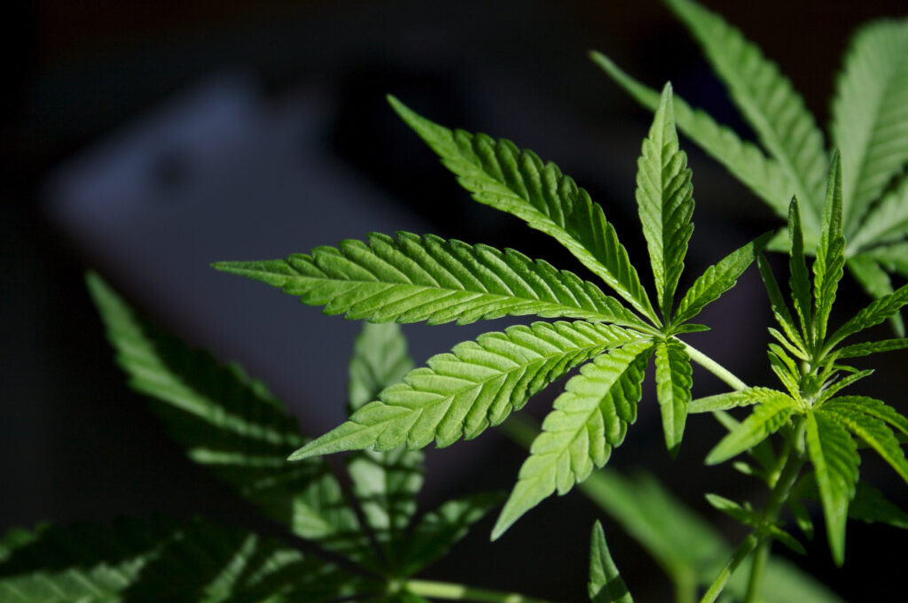Cannabis seeds myths