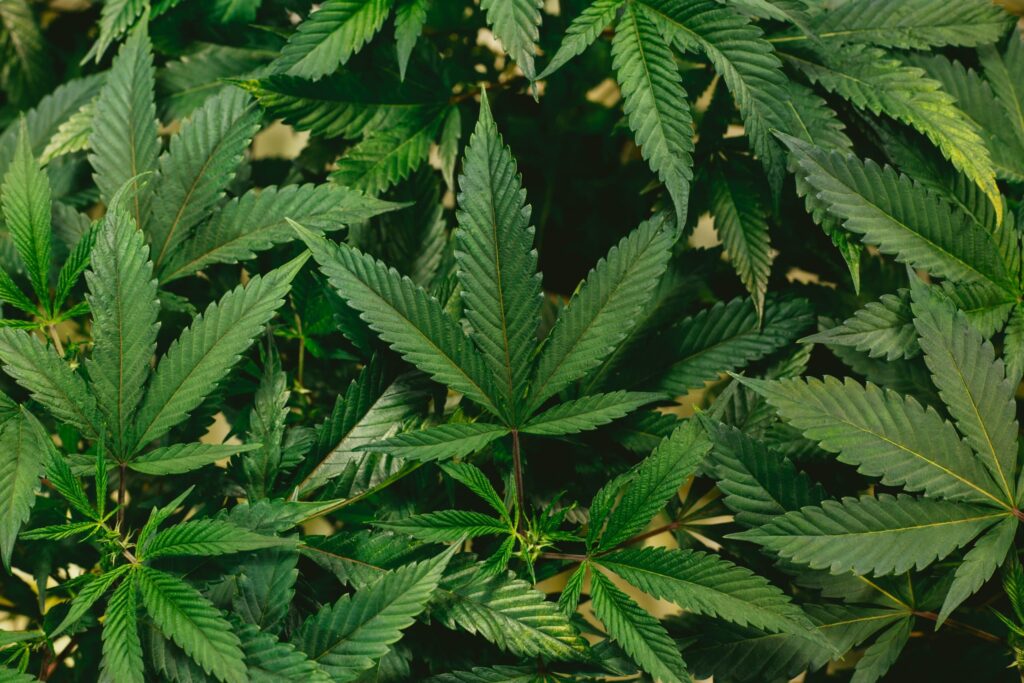 Healthy Cannabis Seeds