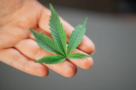 Laws for buying cannabis