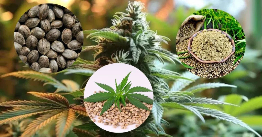 Mistakes Buying Cannabis Seeds