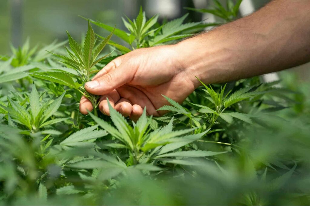 Indoor vs Outdoor Cannabis Seeds Which One Should You Choose