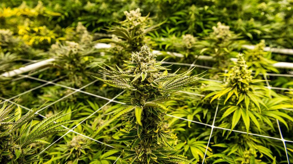 What Are Outdoor Cannabis Seeds