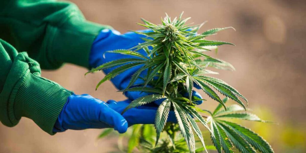 Autoflower vs Photoperiod Cannabis Seeds Which Is Better
