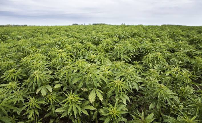 How Long Do Cannabis Products Stay Fresh