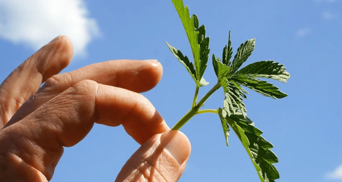 Organic Cannabis growing