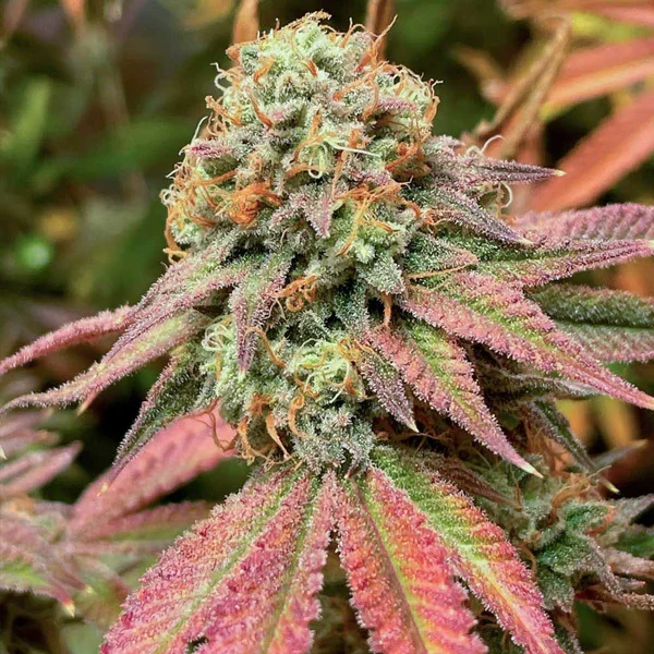 cannabis strain (2)